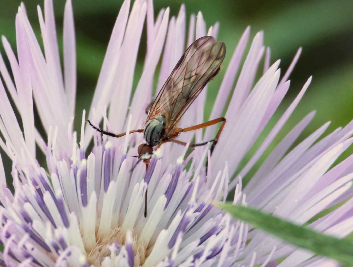 Piccolo Empidiidae